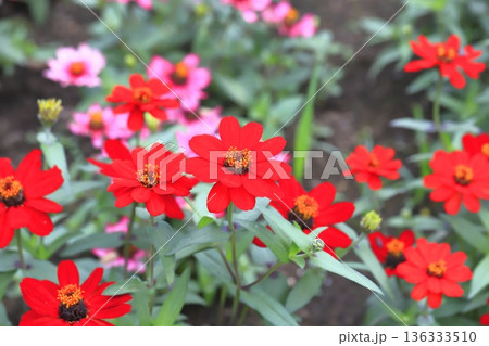 きれいな百日草の花 136333510