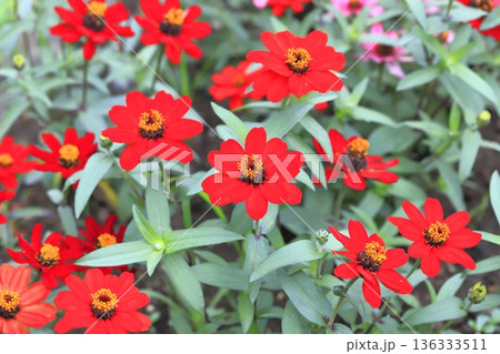 きれいな百日草の花 136333511