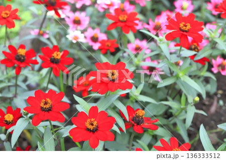 きれいな百日草の花 136333512