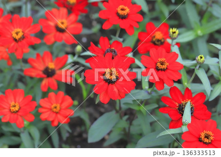 きれいな百日草の花 136333513