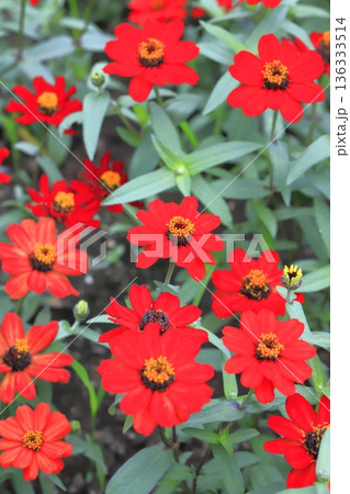 きれいな百日草の花 きれいな百日草の花 136333514
