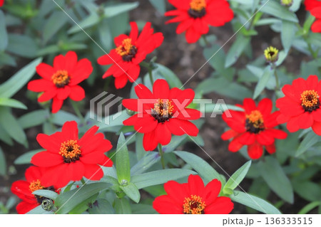 きれいな百日草の花 136333515
