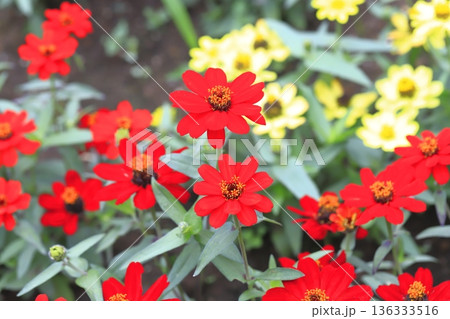 きれいな百日草の花 きれいな百日草の花 136333516