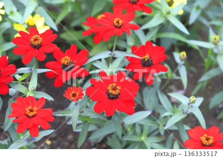 きれいな百日草の花 136333517