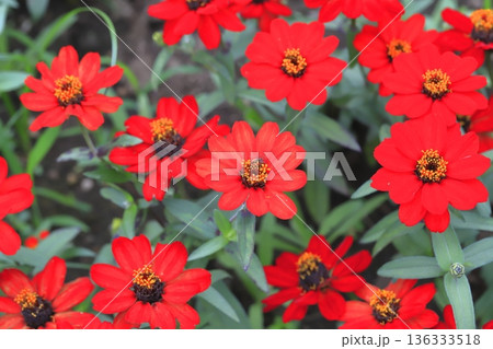 きれいな百日草の花 136333518