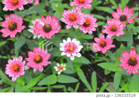 きれいな百日草の花 きれいな百日草の花 136333519
