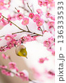 雪を被った梅の花とメジロ 136333533