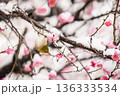 雪を被った梅の花とメジロ 136333534