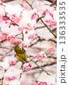 雪を被った梅の花とメジロ 136333535