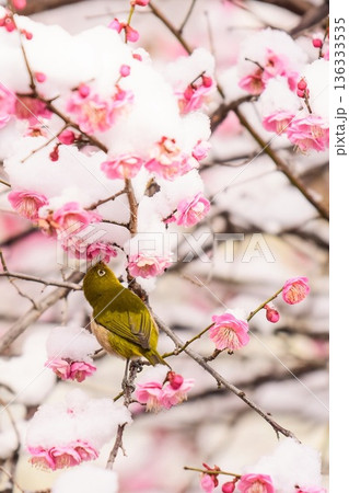 雪を被った梅の花とメジロ 136333535