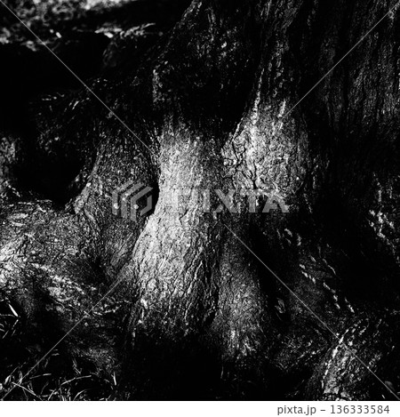 木の根のモノクロ写真 136333584