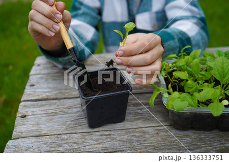 Aster roots are carefully spread out as the farmer plants each seedling into a fresh pot. Aster roots are carefully spread out as the farmer plants each seedling into a fresh pot. 136333751
