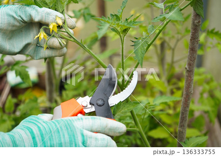 Close-up of tomato plant and hands with pruning shears shaping plant Close-up of tomato plant and hands with pruning shears shaping plant 136333755