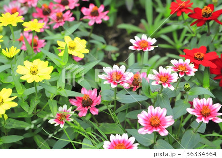 きれいな百日草（ジニア）の花 136334364