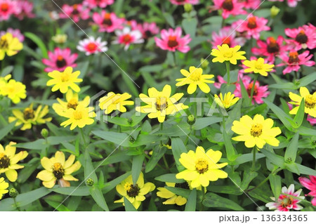 きれいな百日草（ジニア）の花 136334365