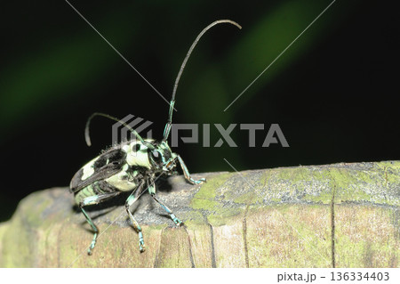 ラミーカミキリ ラミーカミキリ 136334403