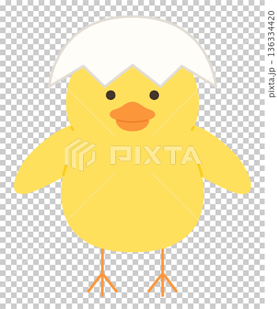 かわいいひよこと卵のベクターイラスト 136334420