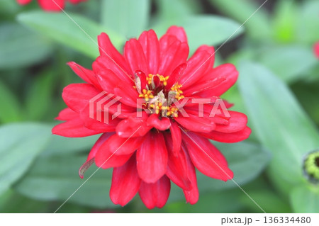 きれいな百日草の花　 136334480