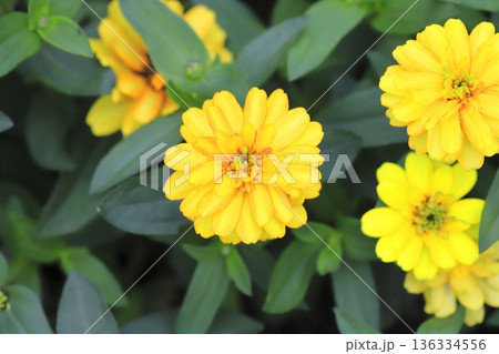 きれいな百日草（ジニア）の花　 136334556