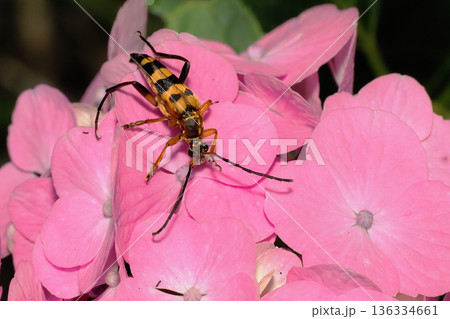 アジサイの花に止まるヨツスジハナカミキリ アジサイの花に止まるヨツスジハナカミキリ 136334661