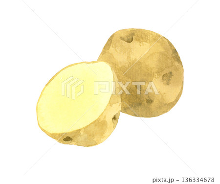 半分にカットしたじゃがいも　野菜の手描き水彩イラスト素材 136334678