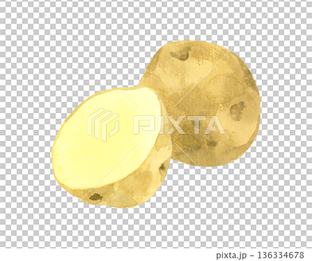 半分にカットしたじゃがいも　野菜の手描き水彩イラスト素材 136334678
