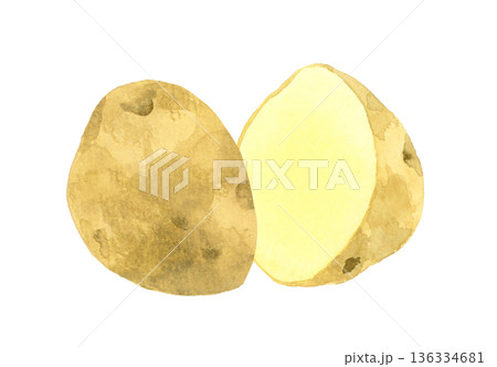 半分にカットしたじゃがいも　野菜の手描き水彩イラスト素材 136334681
