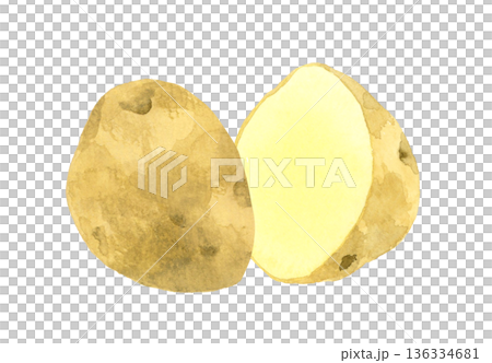 半分にカットしたじゃがいも　野菜の手描き水彩イラスト素材 136334681