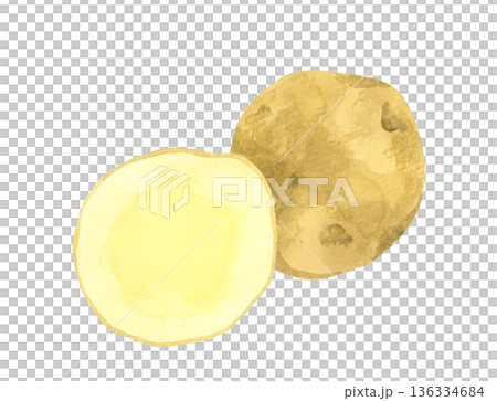 半分にカットしたじゃがいも　野菜の手描き水彩イラスト素材 136334684
