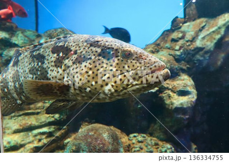 水槽を泳ぐ斑点模様の大型魚のクローズアップ 136334755