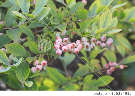 色づき始めたブルーベリーの実 色づき始めたブルーベリーの実 136334933