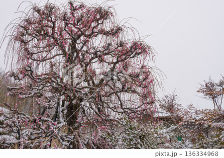 雪が積もる紅梅の木　美しい梅の木と雪 136334968