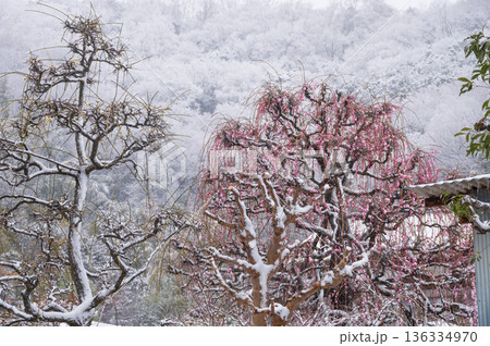 雪が積もる紅梅の木　美しい梅の木と雪 136334970