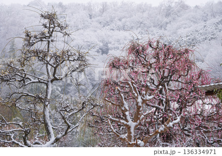 雪が積もる紅梅の木　美しい梅の木と雪 136334971