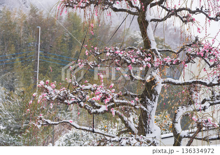 雪が積もる紅梅の木　美しい梅の木と雪 136334972