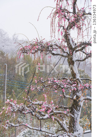 雪が積もる紅梅の木　美しい梅の木と雪 136334973