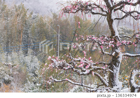 雪が積もる紅梅の木　美しい梅の木と雪 136334974