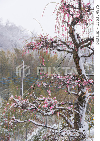 雪が積もる紅梅の木　美しい梅の木と雪 136334975