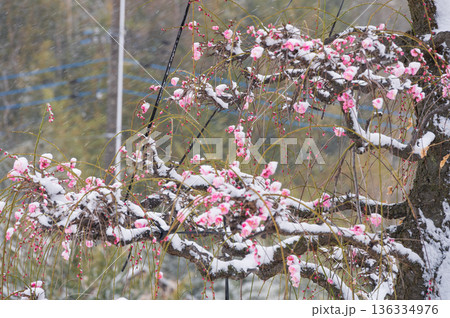雪が積もる紅梅の木　美しい梅の木と雪 136334976