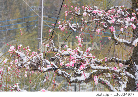雪が積もる紅梅の木　美しい梅の木と雪 136334977