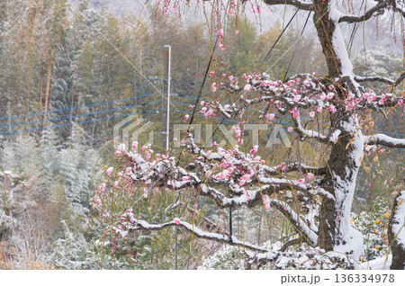 雪が積もる紅梅の木 美しい梅の木と雪 雪が積もる紅梅の木 美しい梅の木と雪 136334978