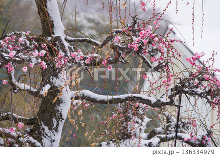 雪が積もる紅梅の木　美しい梅の木と雪 136334979