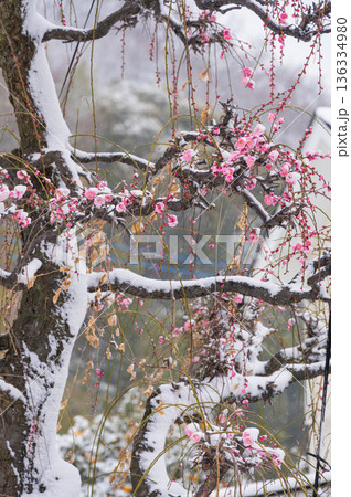 雪が積もる紅梅の木　美しい梅の木と雪 136334980