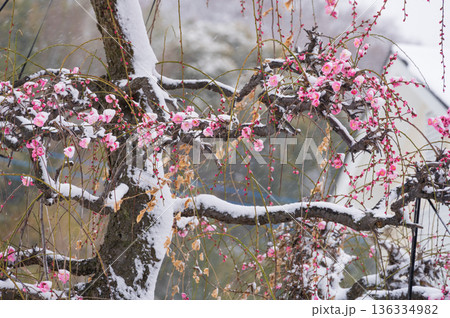 雪が積もる紅梅の木 美しい梅の木と雪 雪が積もる紅梅の木 美しい梅の木と雪 136334982