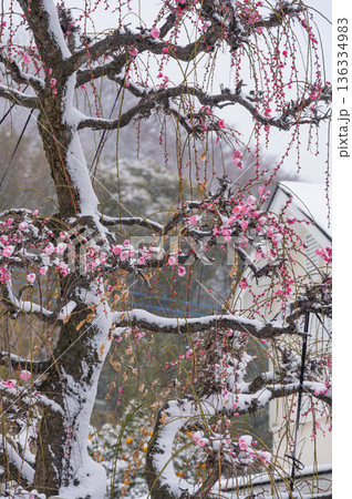 雪が積もる紅梅の木 美しい梅の木と雪 雪が積もる紅梅の木 美しい梅の木と雪 136334983