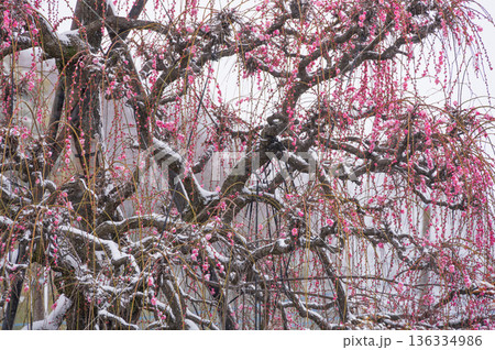 雪が積もる紅梅の木　美しい梅の木と雪 136334986