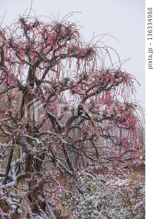 雪が積もる紅梅の木　美しい梅の木と雪 136334988