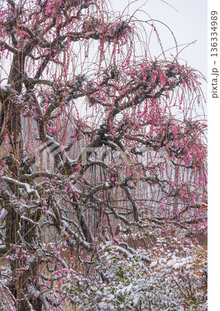 雪が積もる紅梅の木　美しい梅の木と雪 136334989