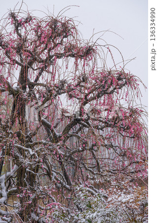 雪が積もる紅梅の木　美しい梅の木と雪 136334990
