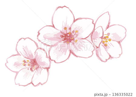 桜のイラスト。ベクターイラスト素材。 136335022